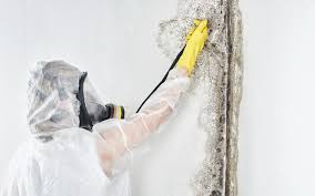 Best Attic Mold Removal  in Rimersburg, PA